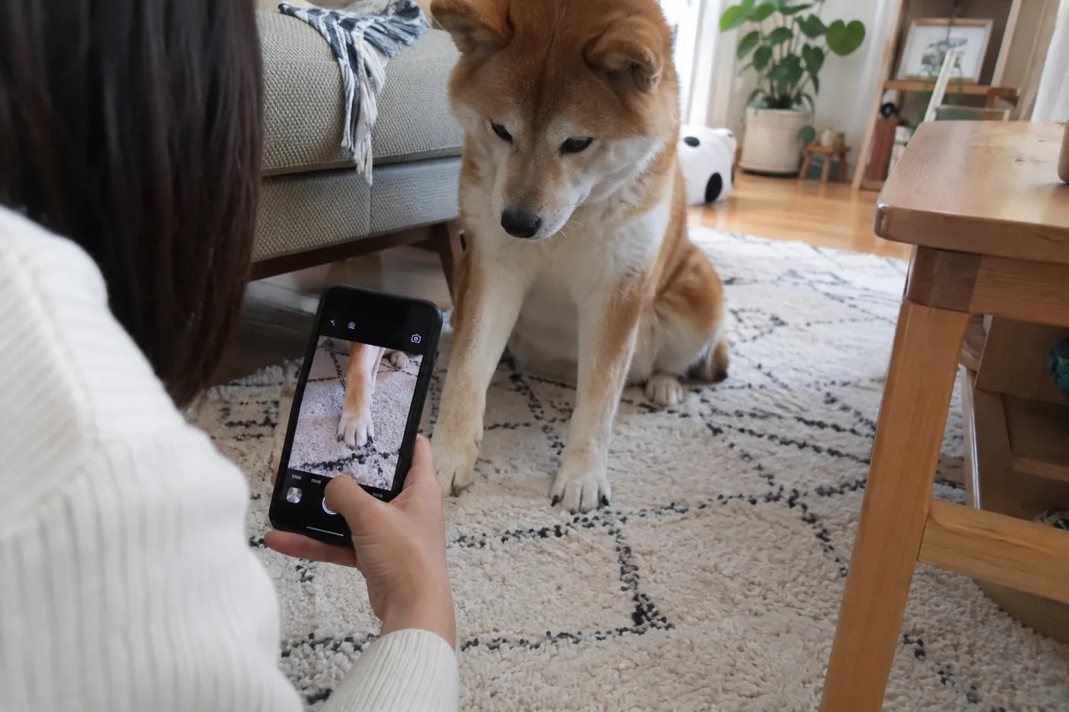 スマホで愛犬の足元を撮影している様子