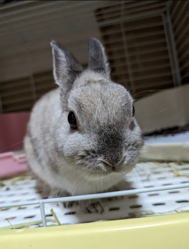 ケージの中からこちらをのぞき込むウサギ